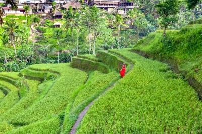 Feel the spirit of ubud with a private day trip—meet monkeys in the forest, walk tegallalang rice terraces, visit tirta empul temple, and taste fresh coffee. includes pickup.