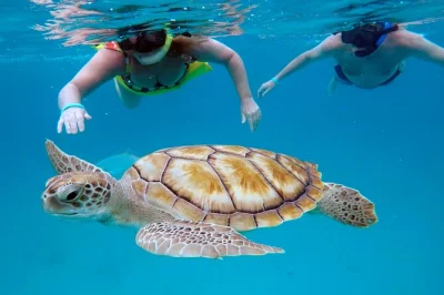 Start your day in barbados on a small-group snorkel cruise—swim with turtles, explore shipwrecks, and enjoy snacks with pickup included. avoid the crowds.