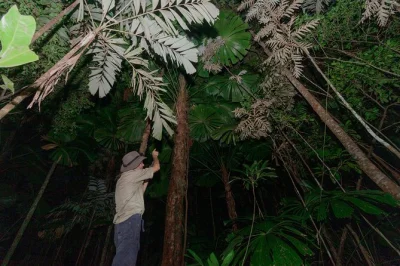 Scopri la foresta pluviale di daintree al buio da cape tribulation, passeggiata notturna guidata con avvistamenti di animali, torcia e poncho inclusi. prenota ora il tuo posto.