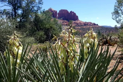 Sinta a energia de sedona em um tour pelos vórtices com cerimônia nativa de defumação, trilha guiada a locais sagrados e momentos para meditação. inclui lanches, água e acessórios.