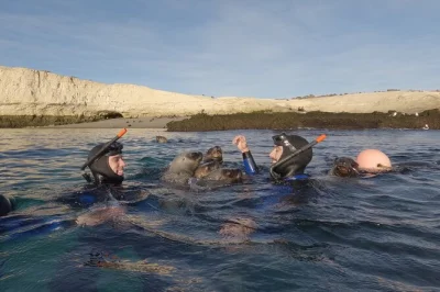 Curious sea lions, wild coastline, and mate on the boat—snorkel at punta loma in puerto madryn with all gear included and a local guide. family-friendly adventure.