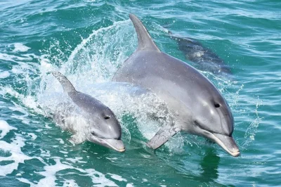 Feel the thrill of wild dolphins in mandurah, cruise luxury canals, spot rare birds, and enjoy live local commentary. includes dolphin guarantee and daily departures.