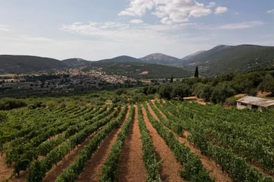 Let kefalonia surprise you—walk ancient vineyards, taste local wines and lunch in a family cottage. includes hotel pickup, expert guide and small group setting.