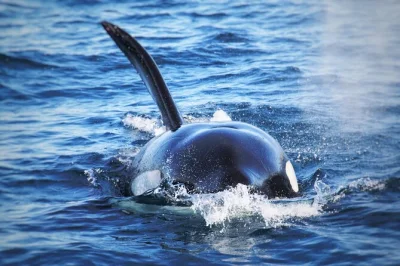 San diego, mission bay : partez en petit groupe en zodiac avec un capitaine local pour observer baleines, dauphins, lions de mer et plus encore. veste coupe-vent et gilets de sauvetage inclus.