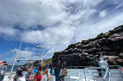 Feel the salt air on a bay bulls whale & bird boat tour, spot puffins and murres up close, and hear stories from guides with 40 years’ experience. includes lifejackets.