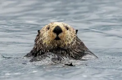 Avistamiento de ballenas y nutrias en el norte de la isla Vancouver