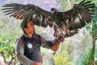 Step inside calabria’s only falconry center for a hands-on birds of prey course, meet eagles & owls up close, try the glove, and learn with local guides—includes easy walk.