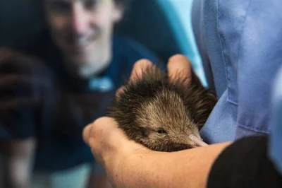 Feel the heartbeat of kiwi conservation in rotorua, see chicks up close, and wander the nocturnal house—guided tour with shuttle and entry included.