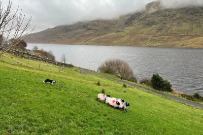 Respirez l’air sauvage du connemara, découvrez l’abbaye de kylemore et assistez à une vraie démonstration de chiens de berger — transfert depuis galway et guide local inclus pour la journée.