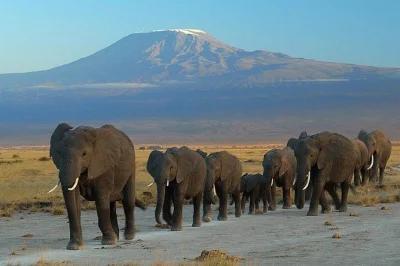 Watch elephants roam beneath kilimanjaro, climb observation hill for sweeping views, and enjoy a buffet lunch on this amboseli day trip with hotel pickup included.