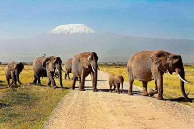 Despierta con elefantes cerca del kilimanjaro, safaris al atardecer en amboseli, alojamiento en lodge y traslado en jeep 4x4 con recogida en nairobi.