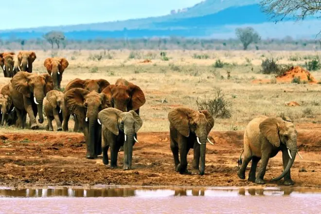 Tsavo East Safari ab Mombasa: Private Pirschfahrt mit Aruba-Staudamm