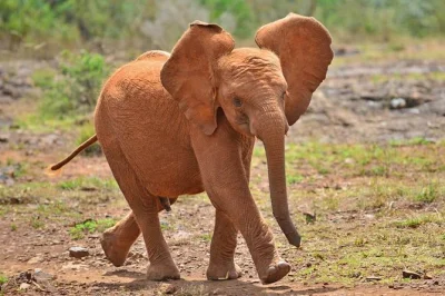 Watch baby elephants at sheldrick orphanage, hand-feed giraffes at nairobi’s giraffe centre, and meet local artisans. includes hotel pickup and entry fees.