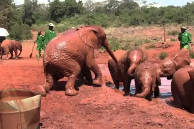 David Sheldrick Elephant Orphanage in Nairobi