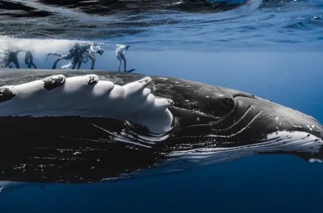 Avvistamento balene e nuoto a Tahiti: Piccolo gruppo, max 6 ospiti