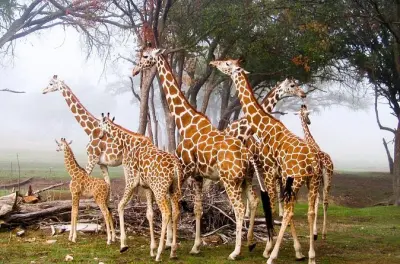 Giraffenzentrum und Elefantenwaisenhaus Tour in Nairobi