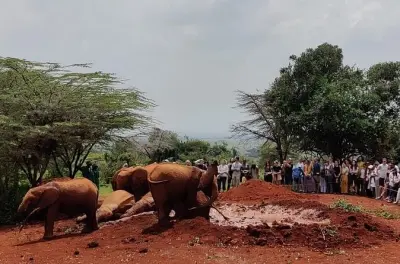 Nairobi Nationalpark & Giraffe Centre: Wildtiere hautnah füttern