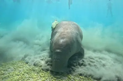Mit Dugongs & Schildkröten schwimmen: Bootstour Marsa Mubarak