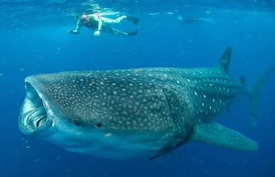 Swim with whale sharks near cancun & isla mujeres, guided by marine experts. includes snorkeling gear, lunch off playa norte, and shared transportation. reserve your spot.
