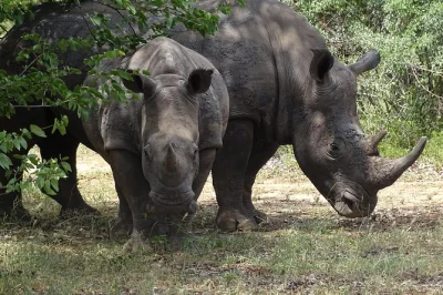 Vivi l’avventura selvaggia di livingstone con un safari in jeep, un picnic sulle rive del fiume zambesi e un raro safari a piedi per vedere i rinoceronti bianchi. include snack, bevande e ingressi.