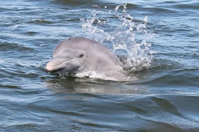 Feel the breeze and spot dolphins on a cocoa beach boat tour through the thousand islands mangroves, with local guides, wildlife sightings, and restroom onboard.