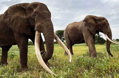Amboseli Nationalpark privat im 4x4 mit Kilimandscharo-Blick