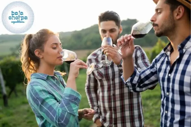 Valle de Guadalupe: 3 a 4 vinícolas em veículo de luxo