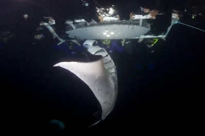 Découvrez kailua-kona en nageant avec les raies manta au coucher du soleil. petit groupe, combinaisons, photos gopro, boissons chaudes et snacks inclus. réservez vite, places limitées.