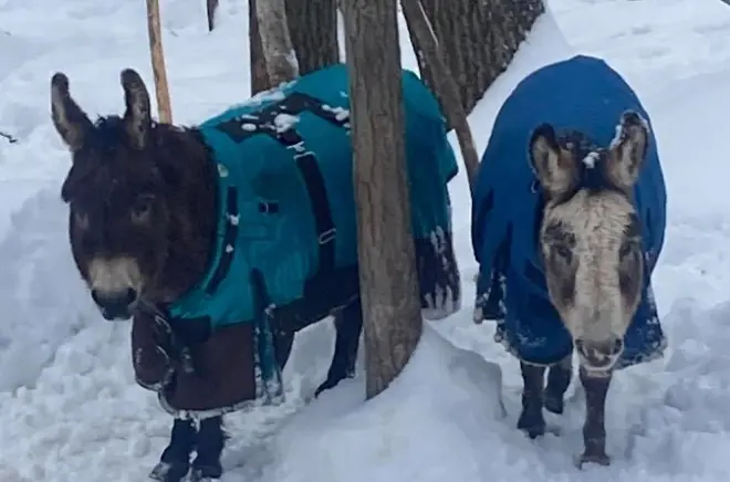 Équitation au Wisconsin : Vivez la liberté d’un troupeau sauvage