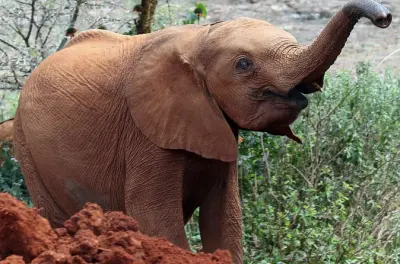 Nairobi Nationalpark, Elefantenwaisenhaus & Giraffenzentrum Tour