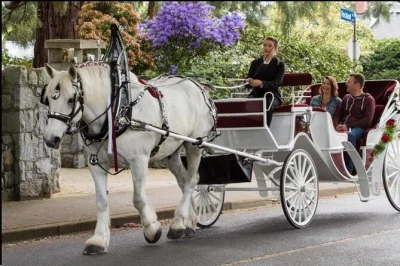 Feel the rhythm of new york on a private central park horse carriage ride with a local guide, photo stops at iconic spots, and blankets for chilly days.