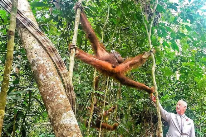 Orangutan Discovery from Kuching: Semenggoh Wildlife Centre tour
