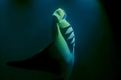 Feel the kona breeze on a sunset catamaran cruise, then snorkel with manta rays at night. includes gear, wetsuits, drinks, and local guides—pickup at kona pier.