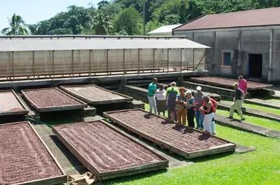 Fábrica de chocolate Belmont Estate y lago cráter de cacao en Granada