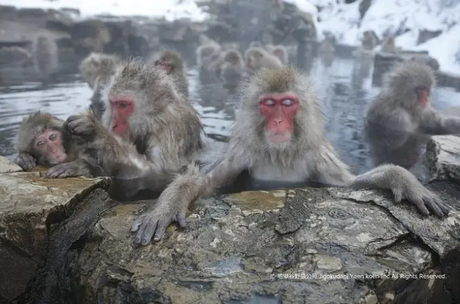 Snow Monkey Park & Zenko-ji Temple Tour with Foodie Guide