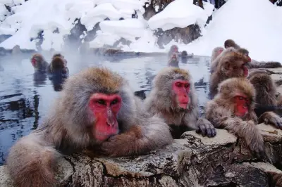 Jigokudani Snow Monkey Park & Shibu Onsen mit Nagano Soba Lunch