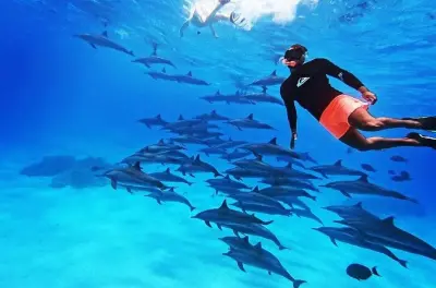 Snorkeling à Samadai Dolphin House depuis Marsa Alam
