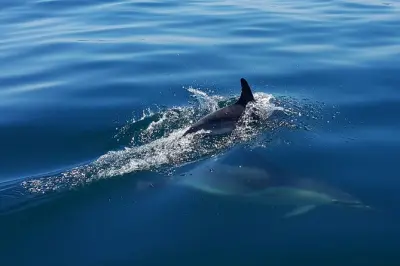Avvistamento delfini a Cascais: Tour in barca di 2 ore