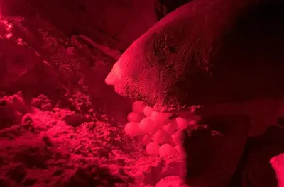 Tour nocturno para ver tortugas en temporada de anidación en Boa Vista