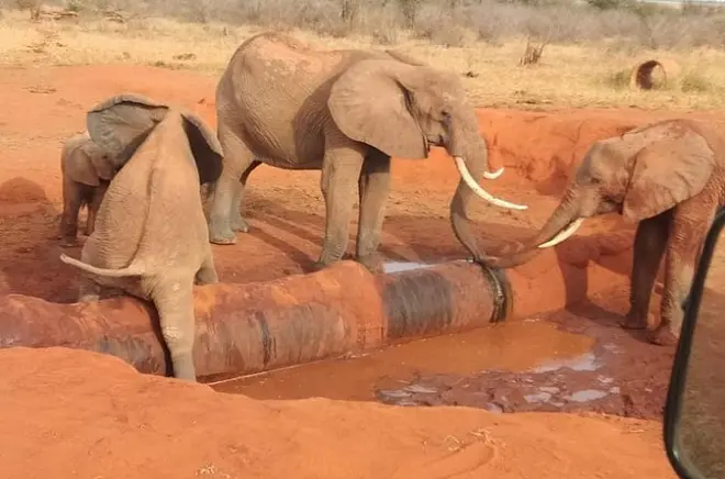 Five-day safari in Tsavo National Park: Big 5 wildlife