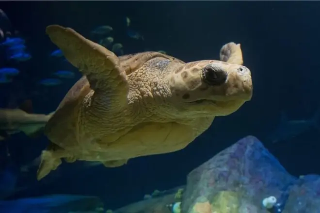 New York Aquarium Admission: Sharks, Rays & Sea Lion Shows