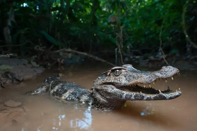 3-Day Amazon Kayaking from Quito: Napo River & Rainforest