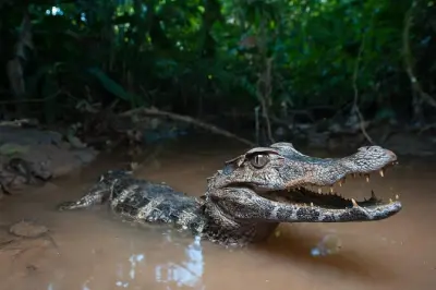 Kayak 3 giorni da Quito: Fiume Napo e foresta pluviale amazzonica