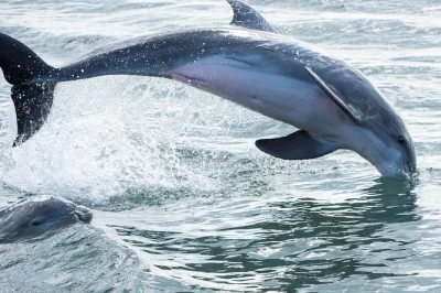 Watch wild dolphins near st augustine, cruise past historic landmarks, and enjoy a relaxed boat tour with local guides. includes water, blankets, and live commentary.