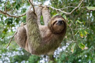 Private Tour im Wildlife Rescue Center ab San Jose