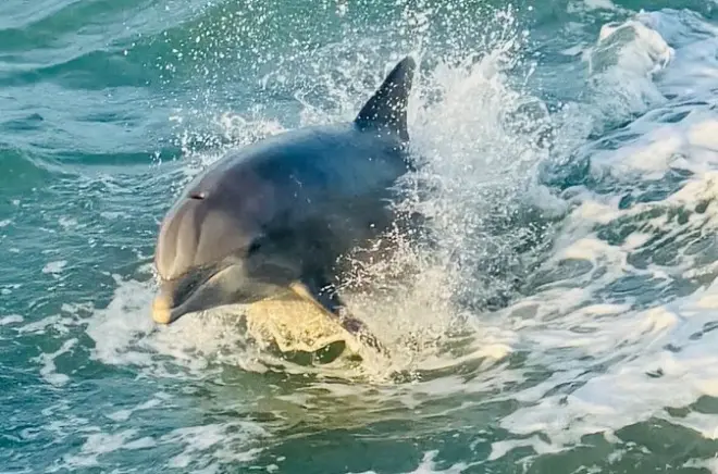 Avistamiento de delfines nariz de botella en South Padre Island