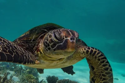 Swim with turtles & tropical fish on ningaloo reef, exmouth. small group snorkel tour with local guide, gear & snacks included. free shuttle from town.
