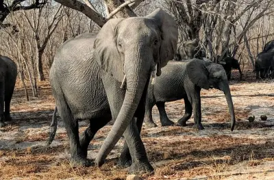 Hwange Nationalpark Tagestour ab Victoria Falls: Pirschfahrten