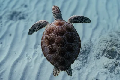 Swim with sea turtles in aruba on a private snorkeling tour, with all gear and pro gopro video included. small group, local guide, and up-close wildlife moments.