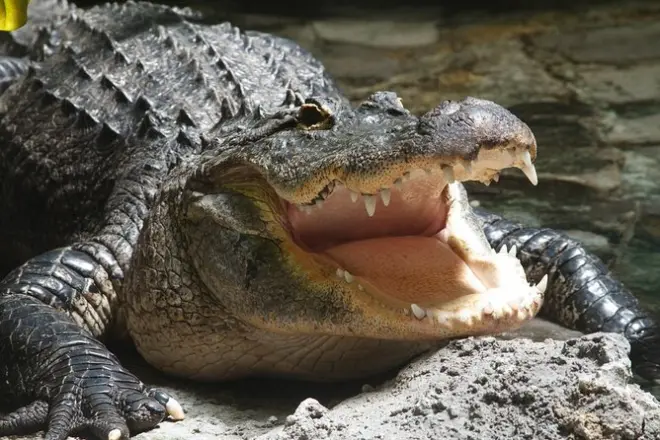 Airboat tours in West Palm Beach: Captain Wayne's Everglades